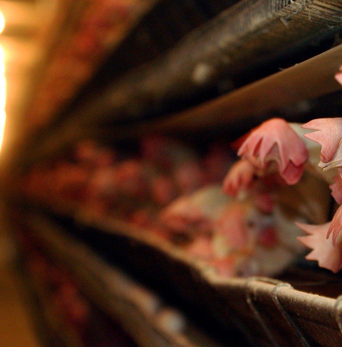 One state’s flawed, desperate new plan to fix its egg shortage