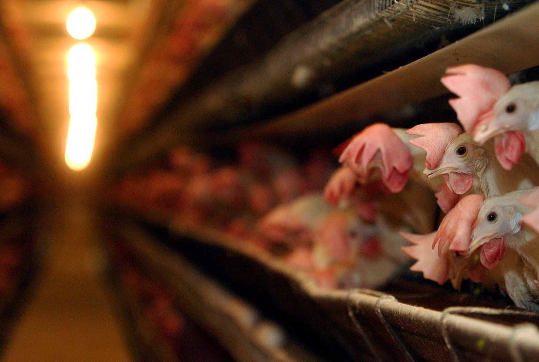 One state’s flawed, desperate new plan to fix its egg shortage