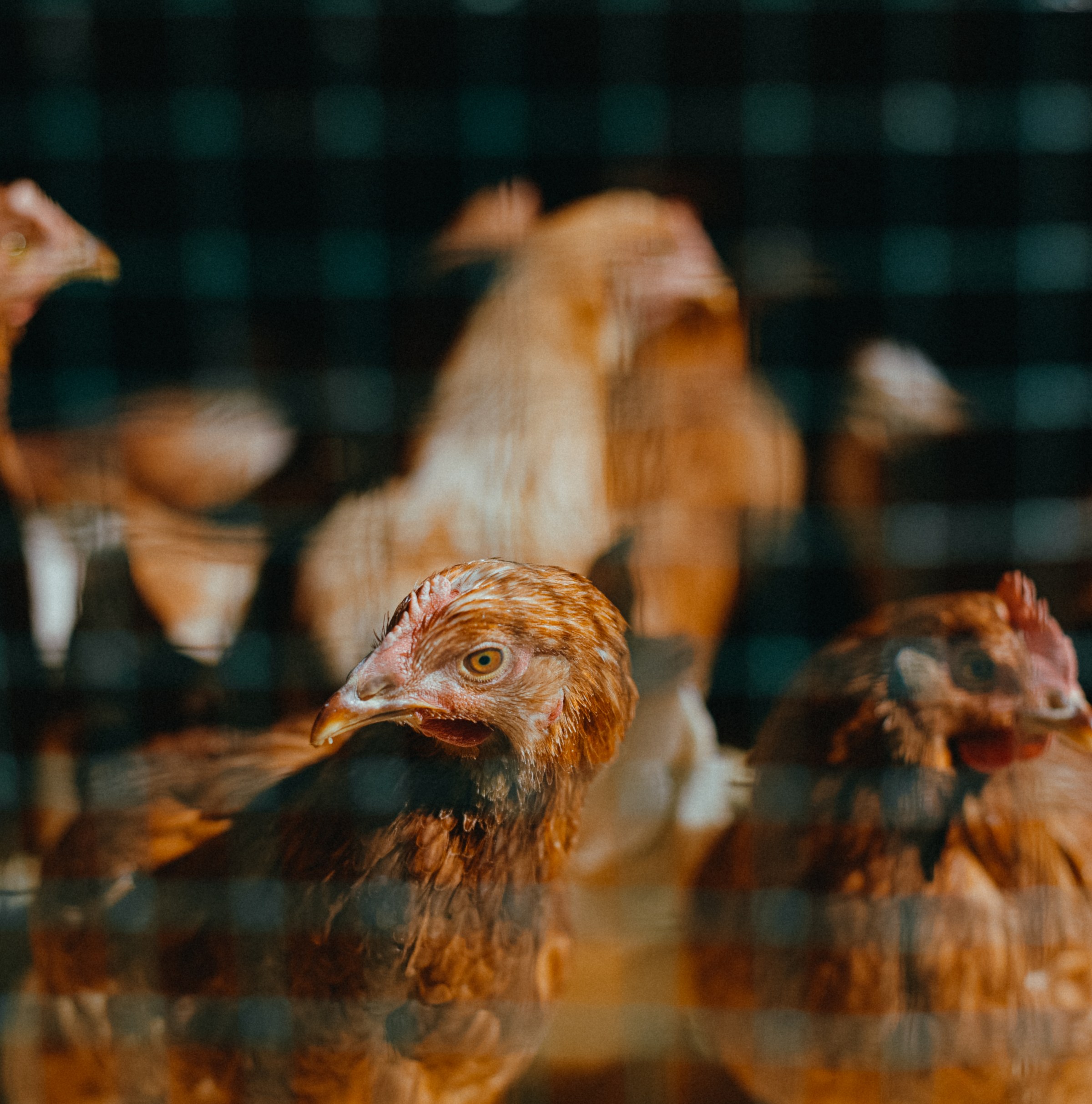 One actually good piece of news about eggs, briefly explained