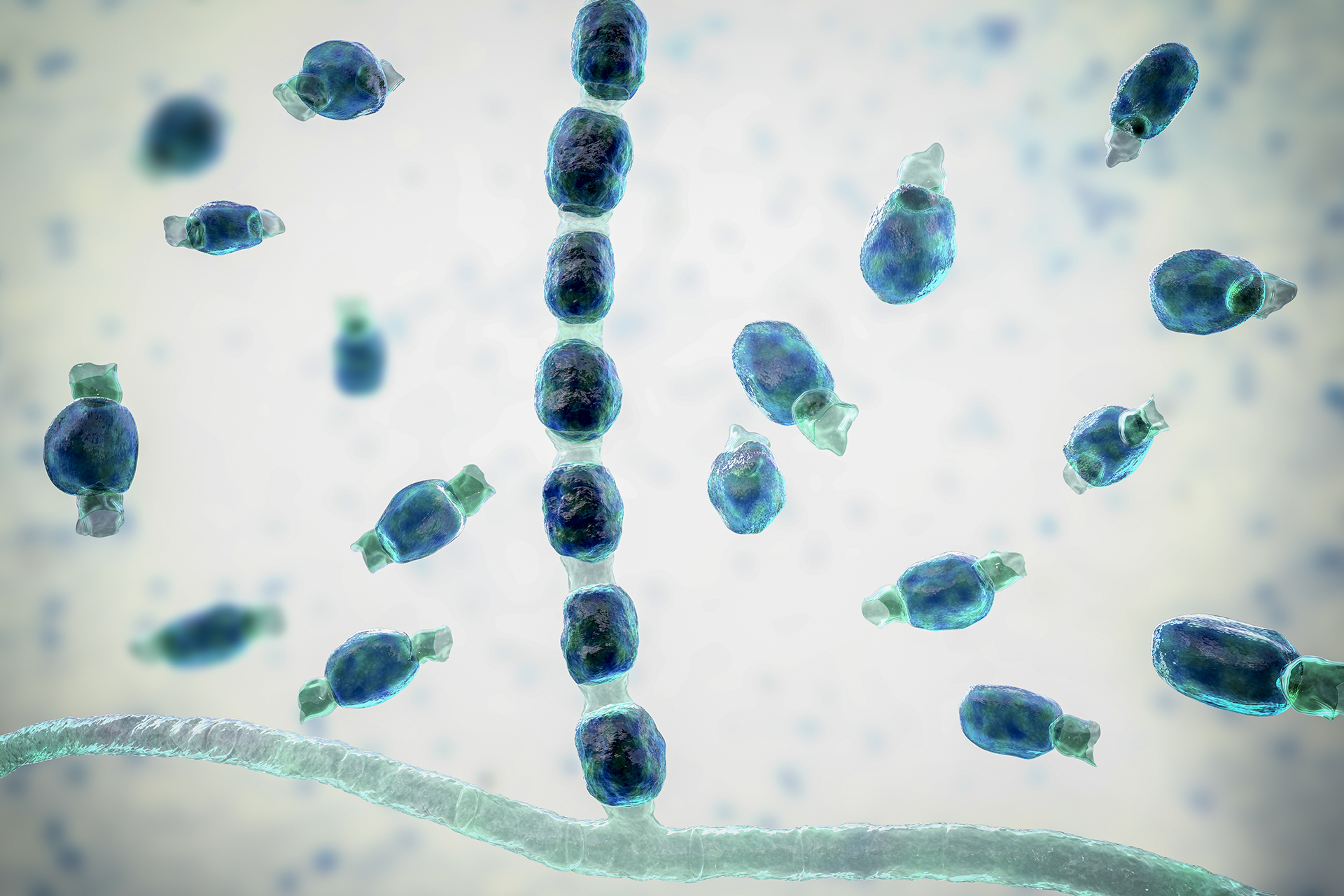 You need to start taking airborne fungal outbreaks seriously