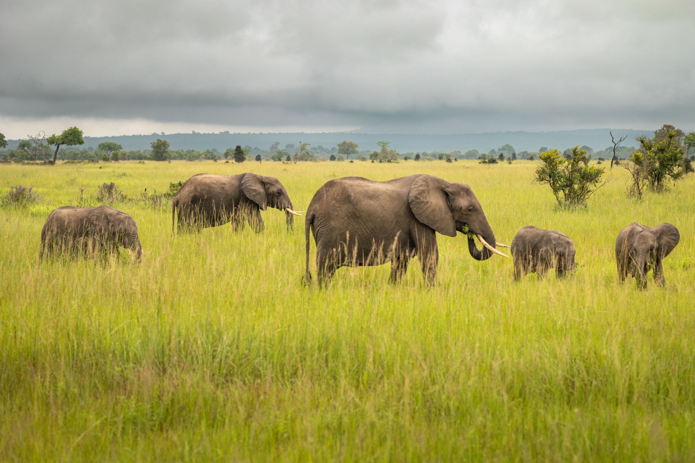Leaked emails show the nation’s leading wildlife agency has halted critical funding for conservation