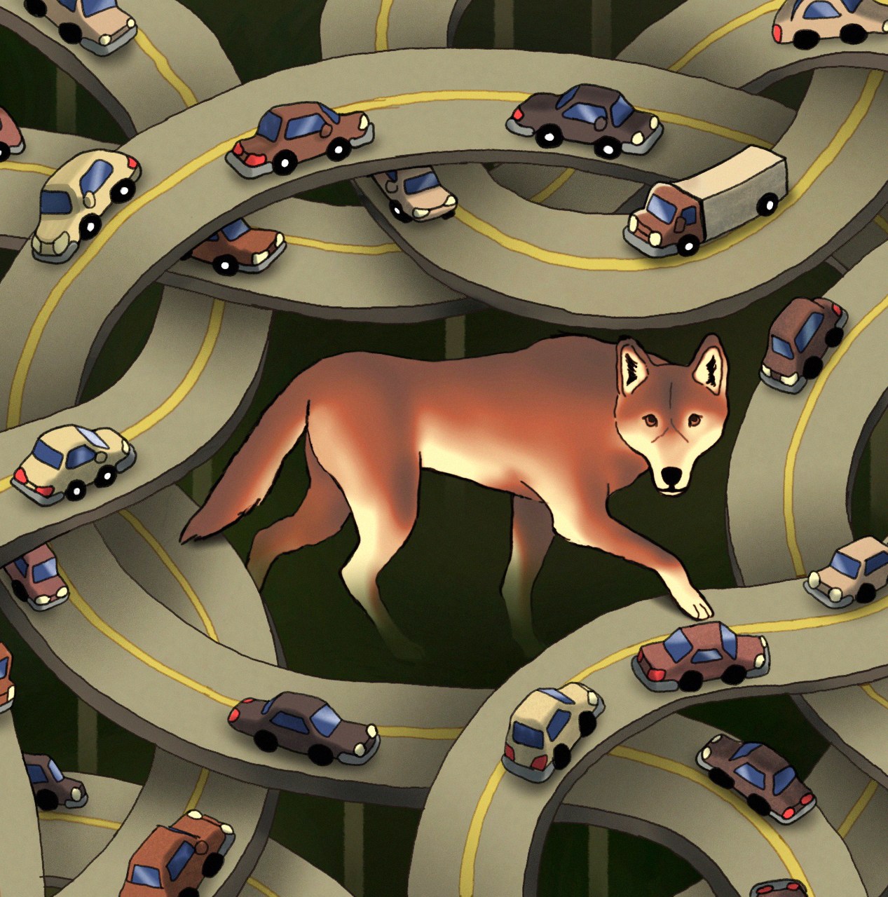 Less than 20 red wolves remain in the wild. We had a plan to save them.