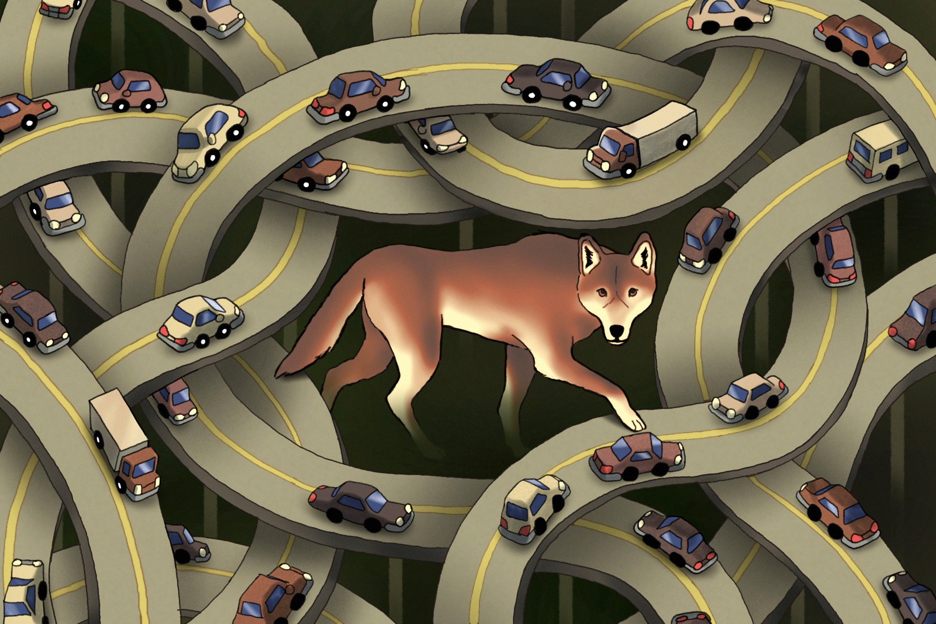 Less than 20 red wolves remain in the wild. We had a plan to save them.